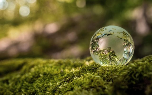 Sphere, Moss, Plant