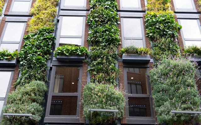 Plant, Ivy, Window