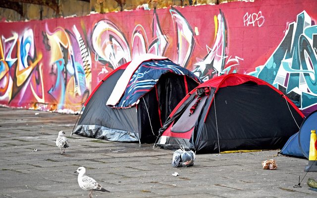 Bird, Animal, Tent