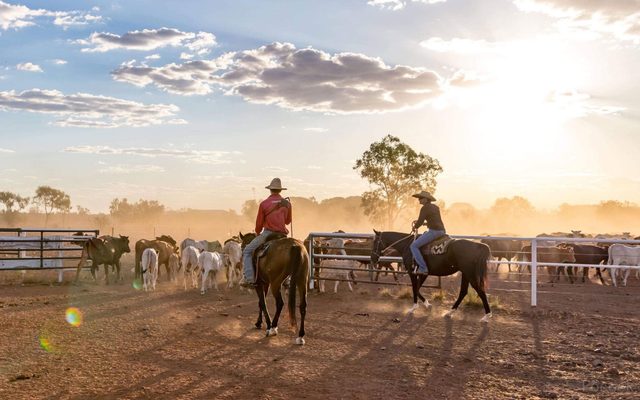 Animal, Horse, Horseback Riding