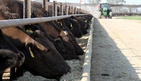 Animal, Bull, Mammal
