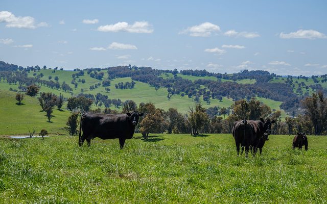 Countryside, Farm, Nature